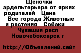 Щеночки эрдельтерьера от ярких родителей › Цена ­ 25 000 - Все города Животные и растения » Собаки   . Чувашия респ.,Новочебоксарск г.